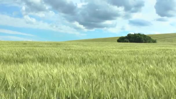 Campo de trigo verde y cielo nublado — Vídeos de Stock