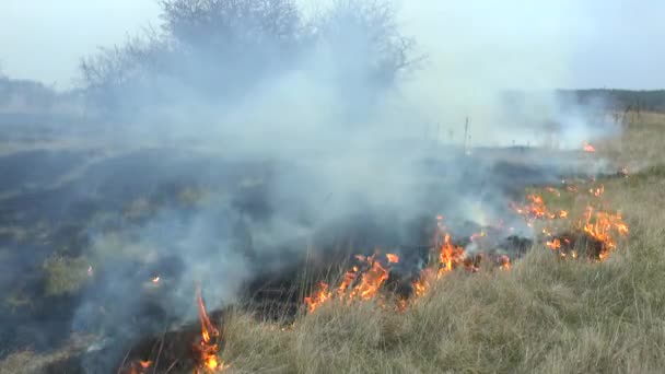 Feu dans le champ de gazon sec.