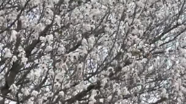 Цветущее абрикосовое дерево — стоковое видео