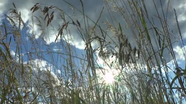 Green grass swaying in the wind. — Stock Video