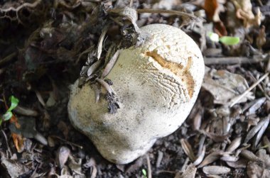 Bu resim beyaz bir mantar gösteriyor.