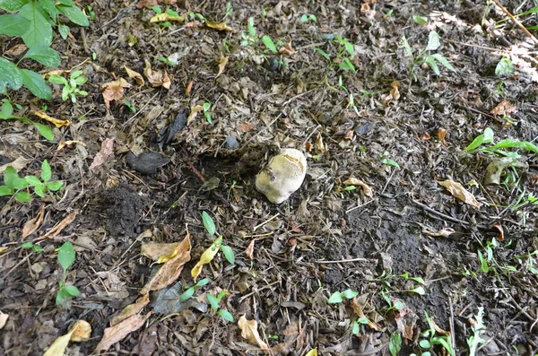 Dieses Bild Zeigt Einen Weißen Pilz — Stockfoto