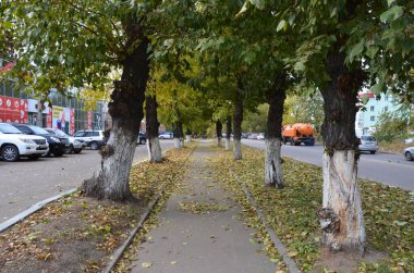 Bu resim ağaçların ve park yerlerinin olduğu bir sokağı gösteriyor.