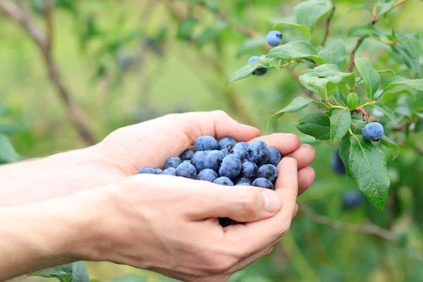 Picking Blueberries — Stock Photo, Image