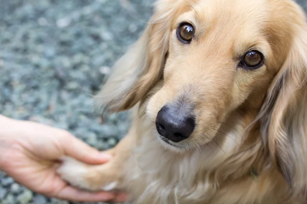 Vänskap mellan människa och hund — Stockfoto