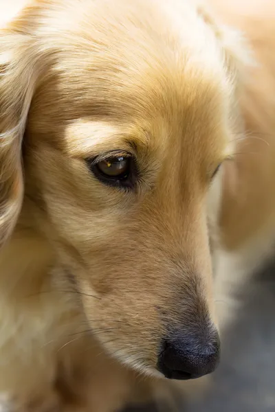 Blond miniature dachshund — Stock Photo, Image