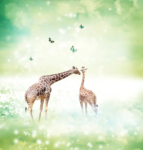 Girafes dans l'amitié ou l'amour concept image — Photo