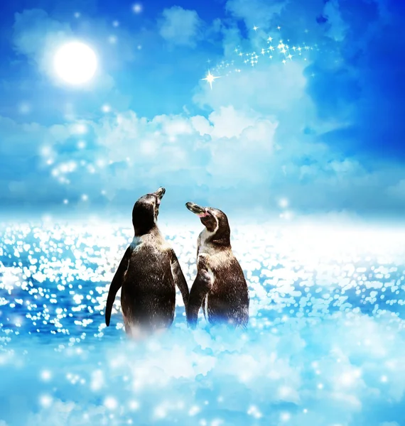 Penguin couple in night fantasy landscape — Stock Photo, Image