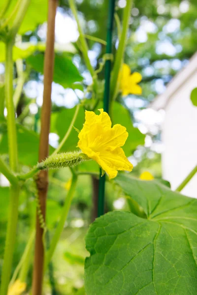 Junge Gurke mit Blumen im Garten — Stockfoto