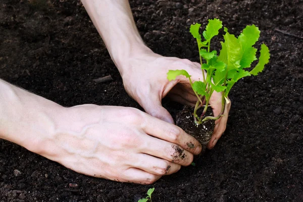 Plantando alface jovem no jardim — Fotografia de Stock