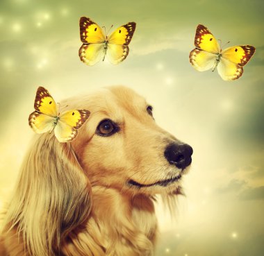 Kelebekler Dachshund Köpek