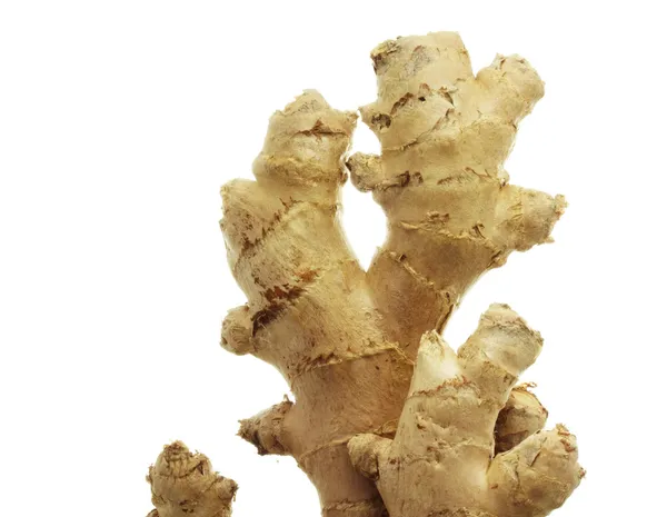 Ginger — Stock Photo, Image