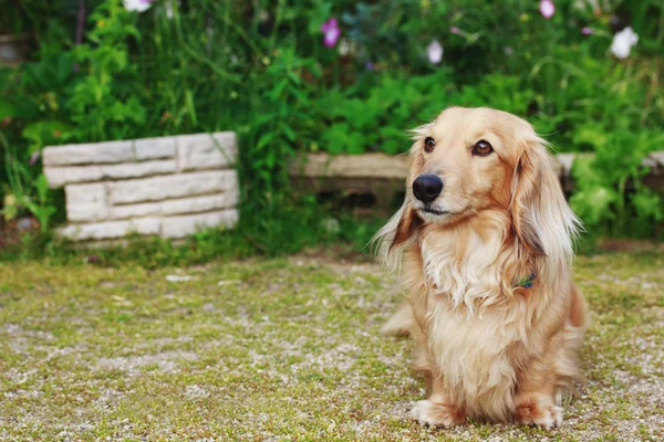 Είδος γερμανικού κυνηγετικού σκύλου με μακριά μαλλιά σε εξωτερικούς χώρους — Φωτογραφία Αρχείου