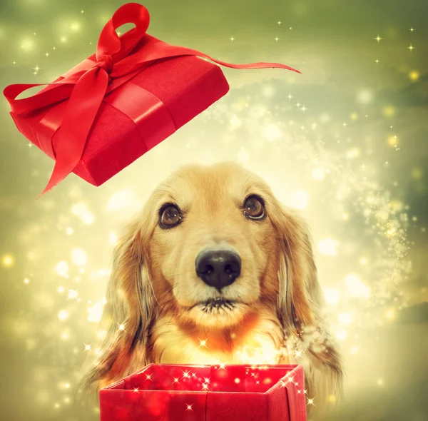 Dachshund opening a magic box — Stock Photo, Image