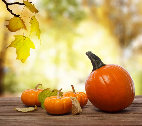 Calabazas y calabazas en el brillo de fondo de otoño — Foto de Stock