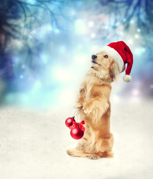 Dachshund cão com chapéu de Papai Noel segurando Natal bugigangas — Fotografia de Stock