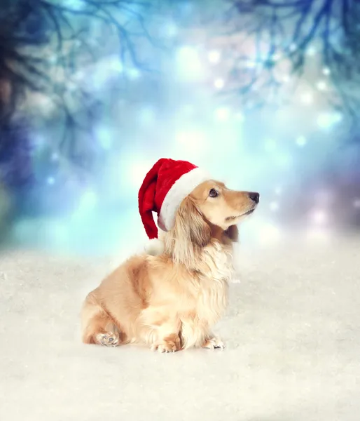 Пес в шляпе Санта-Клауса — стоковое фото