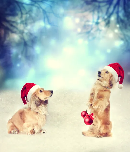 Deux chiens Dachshund avec chapeaux de Père Noël ensemble — Photo