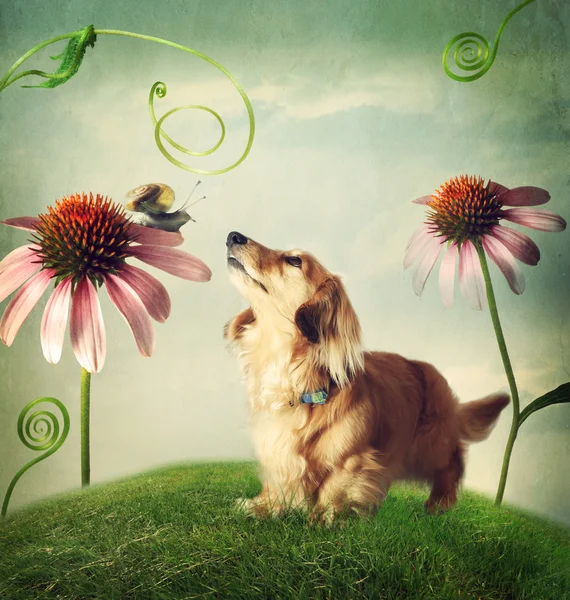 Dog and snail in friendship in fantasy landscape — Stock Photo, Image