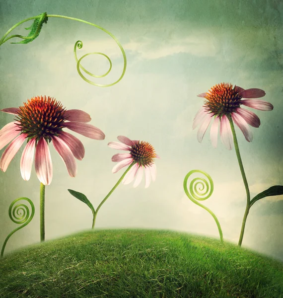 Echinacea bloemen in fantasie landschap — Stockfoto