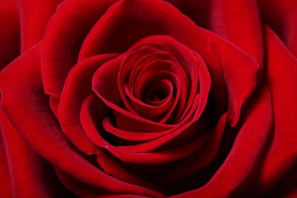 Hermosa rosa roja — Foto de Stock