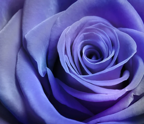 Bella rosa viola — Foto Stock