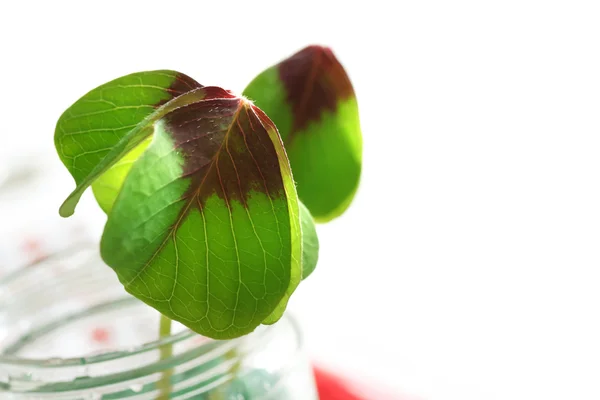 Zwei Shamrocks — Stockfoto