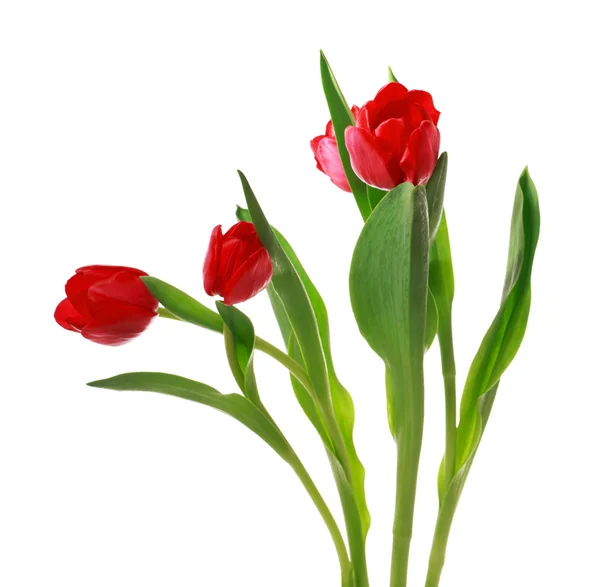 Red tulips — Stock Photo, Image