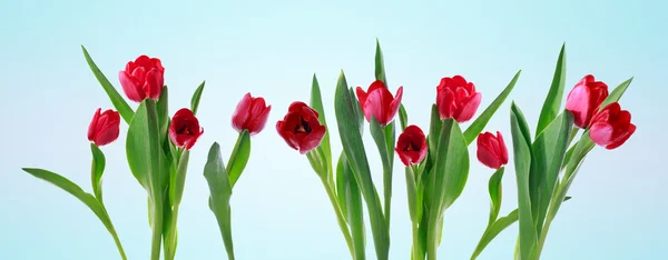 Rotes horizontales Tulpenbanner — Stockfoto