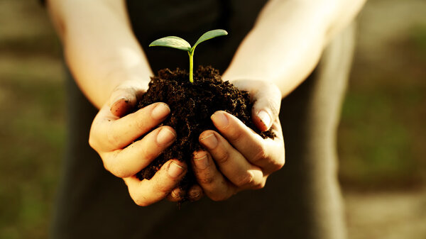 Female hand holding a young plant