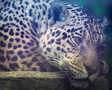 Jaguar Portrait clipart