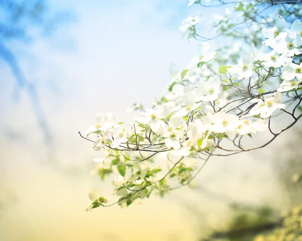 Blommande dogwood träd — Stockfoto