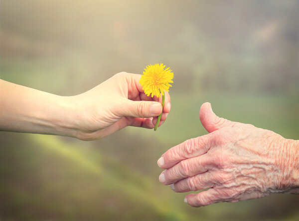 Woman giving dandelion to senior woman