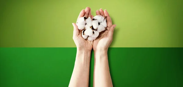 Manos femeninas sosteniendo flores de algodón — Foto de Stock