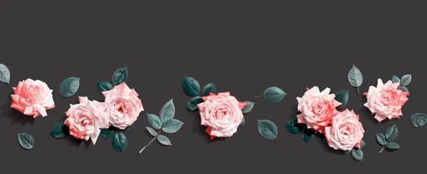 Rosa rosor med gröna blad — Stockfoto