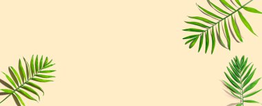 Tropik palmiye yaprakları yukarıdan