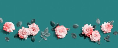 Yeşil yapraklı pembe güller