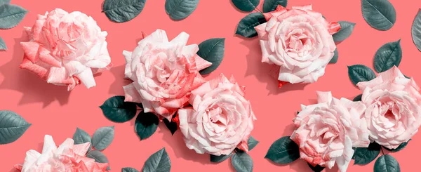 Růžové růže se zeleným lístkem — Stock fotografie