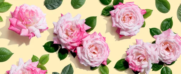 Rosa Rosen mit grünem Laub — Stockfoto