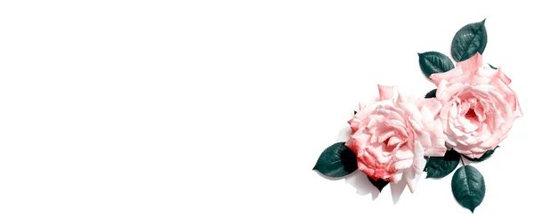 Różowe róże z zielonymi liśćmi — Zdjęcie stockowe