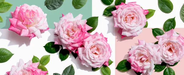 Rosa rosor med grön blad — Stockfoto
