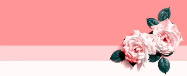 Rosas rosa com folhas verdes — Fotografia de Stock