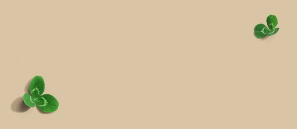 クローバーの葉-聖パトリックの日 — ストック写真