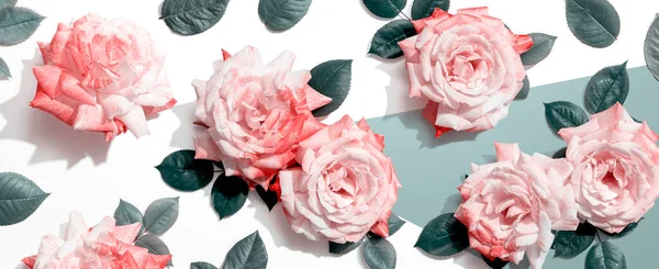 Розовые розы с зеленым разрешением — стоковое фото