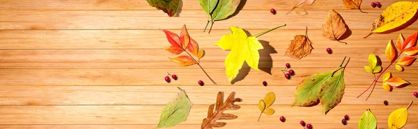 Kleurrijke Herfstbladeren Bovenaanzicht Vlakke Lay — Stockfoto
