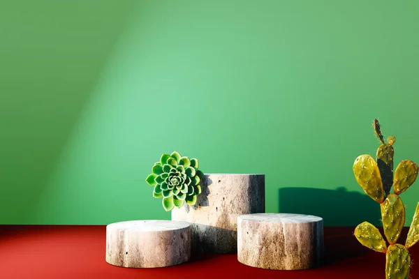 Succulents Kaktusz Kődobogókkal Render — Stock Fotó