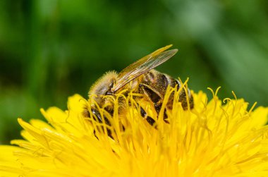 Arı sarı bir çiçekte polen topluyor.