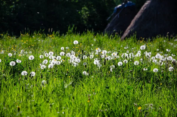 Flores Blancas Jardín — Foto de Stock