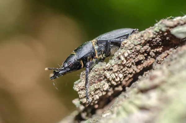 Gros Plan Une Mouche Sur Une Feuille — Photo