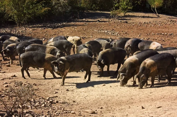 Siena Tuscany Italy Breeding Cinta Senese Pigs Wild Typical Tuscan — стокове фото